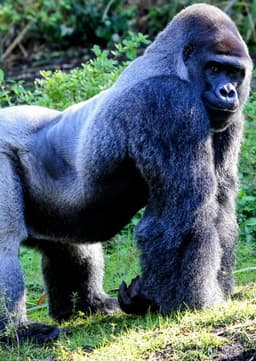 Mountain Gorilla