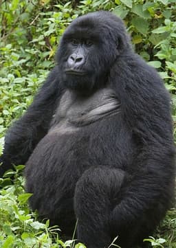 Mountain Gorilla