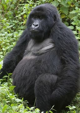 Mountain Gorilla