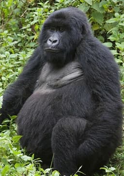 Mountain Gorilla