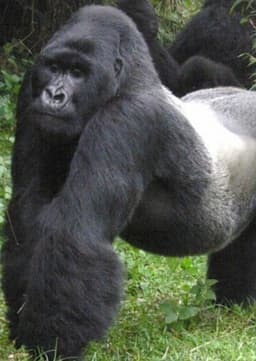 Mountain Gorilla
