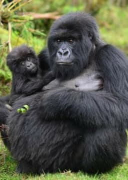 Mountain Gorilla