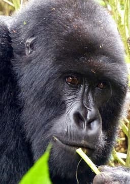 Mountain Gorilla