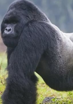 Mountain Gorilla