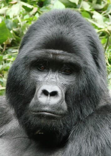 Mountain Gorilla