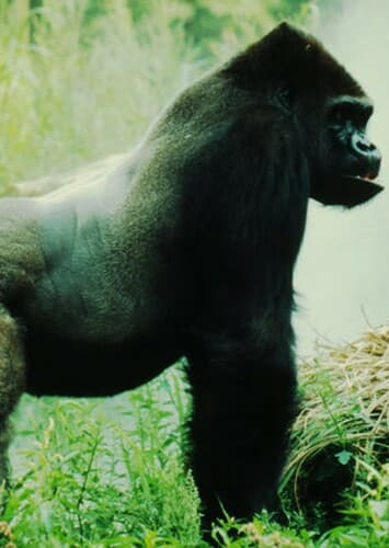Mountain Gorilla