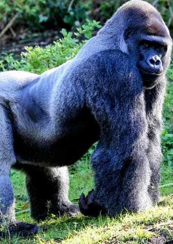Mountain Gorilla