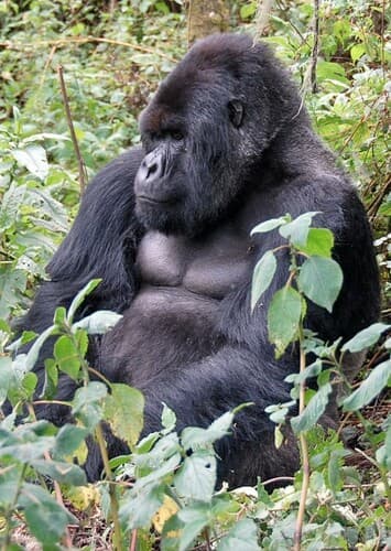 Mountain Gorilla