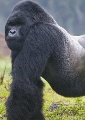 Mountain Gorilla