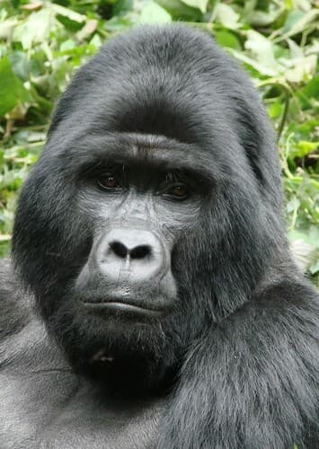 Mountain Gorilla