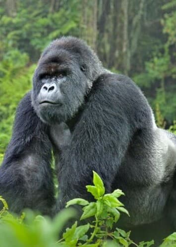 Mountain Gorilla