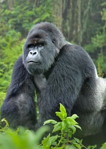 Mountain Gorilla