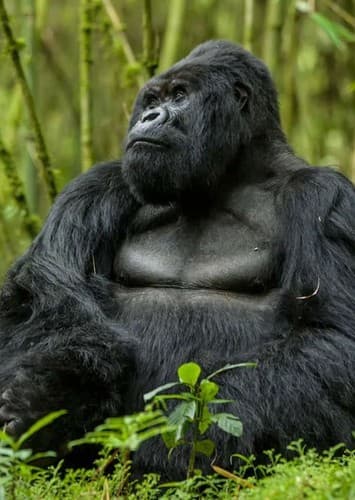 Mountain Gorilla