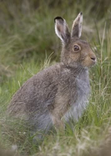 Mountain Hare