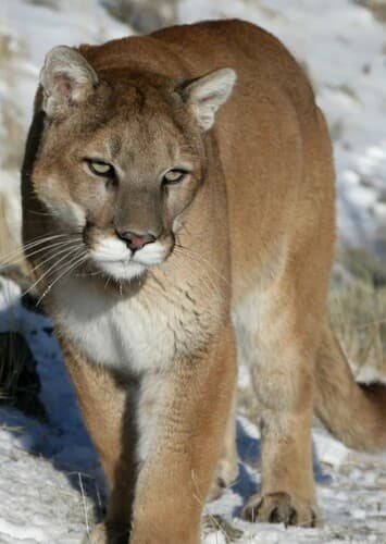 Mountain Lion
