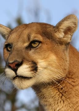 Mountain Lion