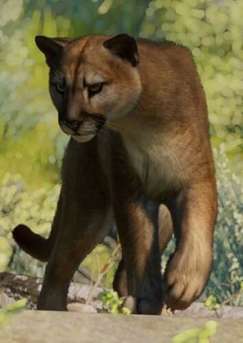 Mountain Lion