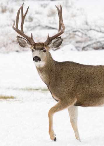 Mule Deer