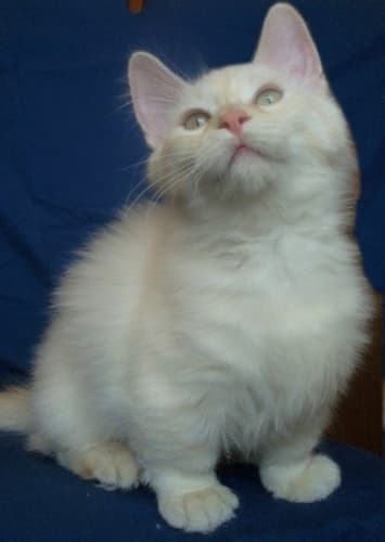 Munchkin Cat