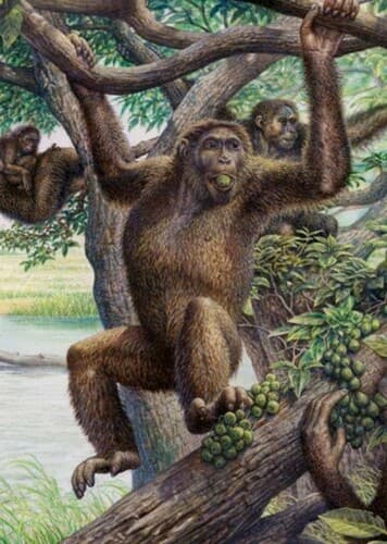 Nakalipithecus