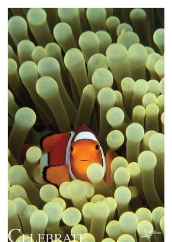 Nemo