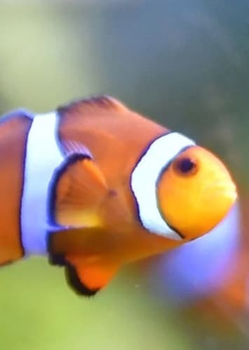 Nemo