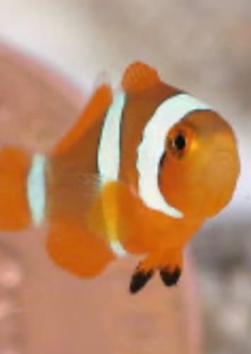 Nemo