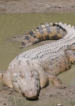 Nile crocodile