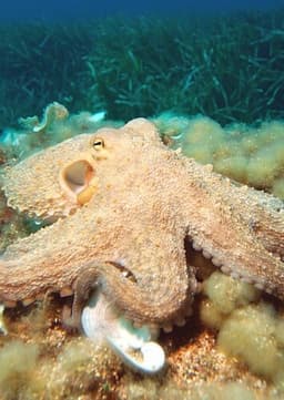 Octopus