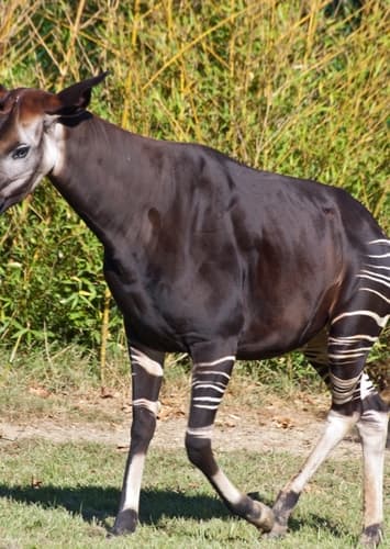 Okapi