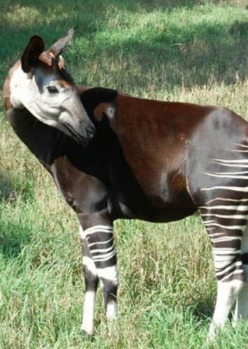 Okapi