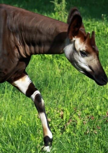 Okapi