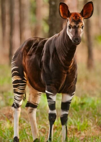 Okapi