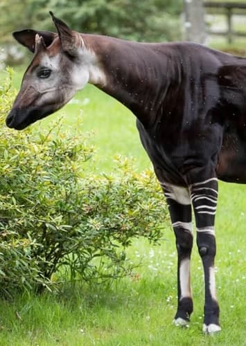 Okapi