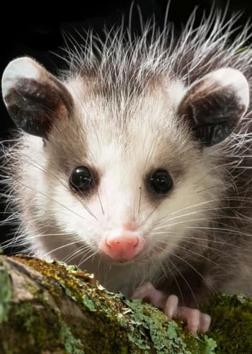 Opossum