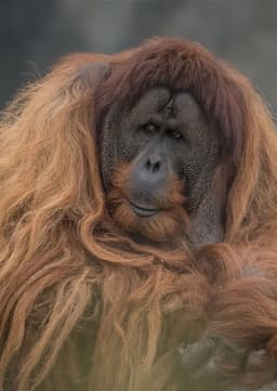 Orangutan