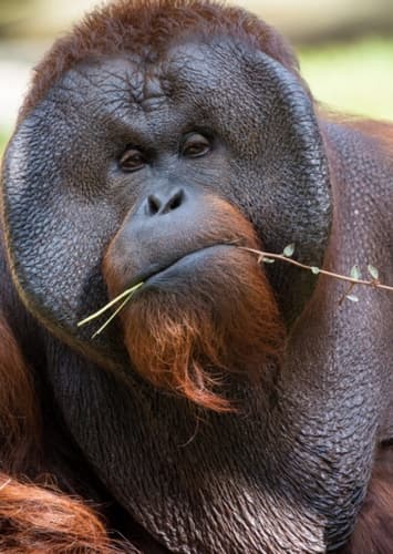 Orangutan