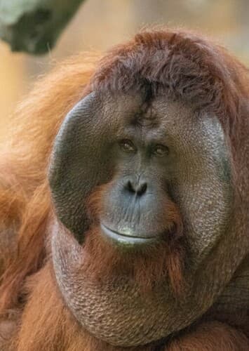 Orangutan