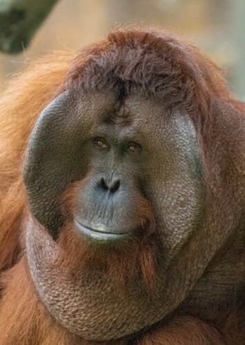 Orangutan