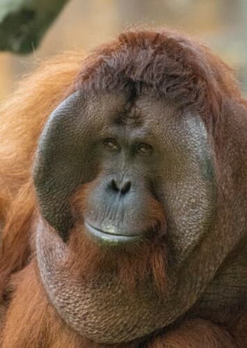 Orangutan