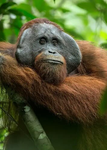 Orangutan