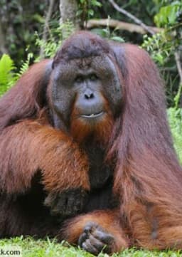 Orangutan