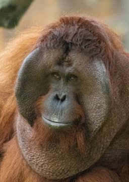 Orangutan