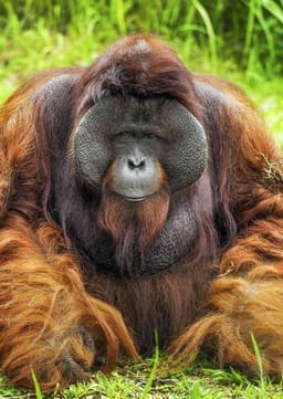 Orangutan