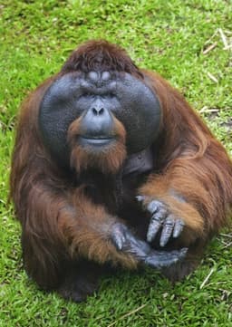 Orangutan