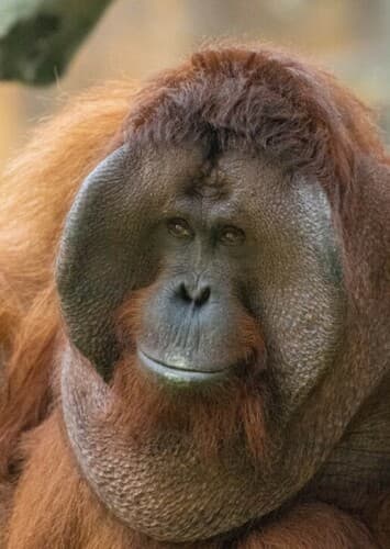 Orangutan