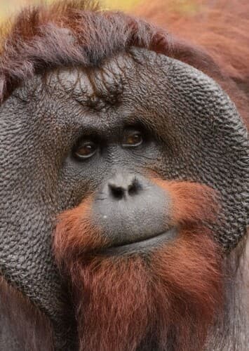 Orangutan