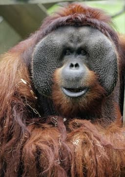 Orangutan