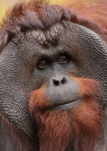 Orangutan