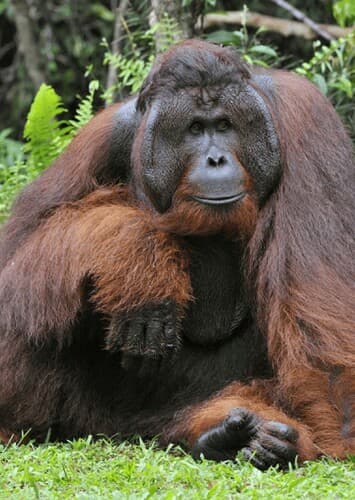Orangutan